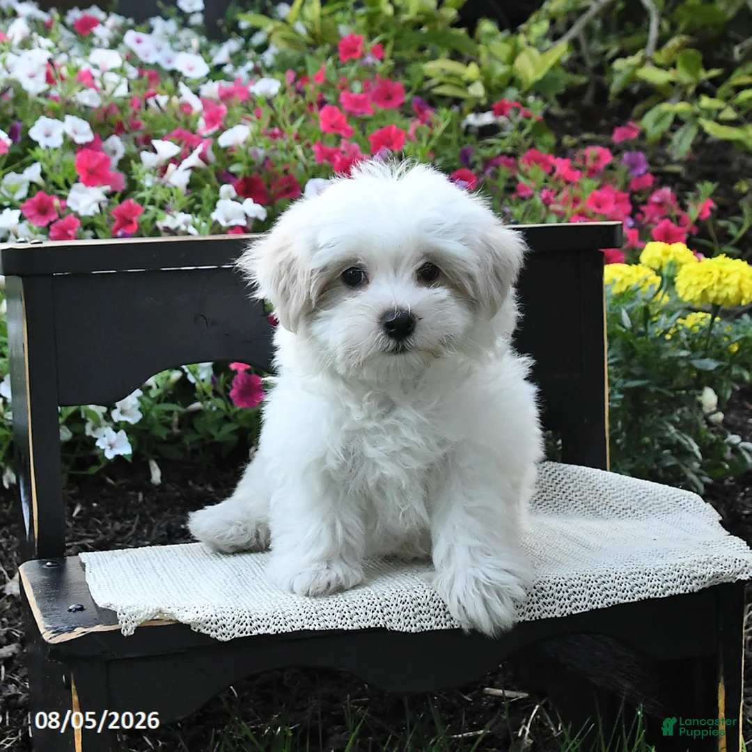 Maltipoo dogs for sale: Buddy - Ad 3