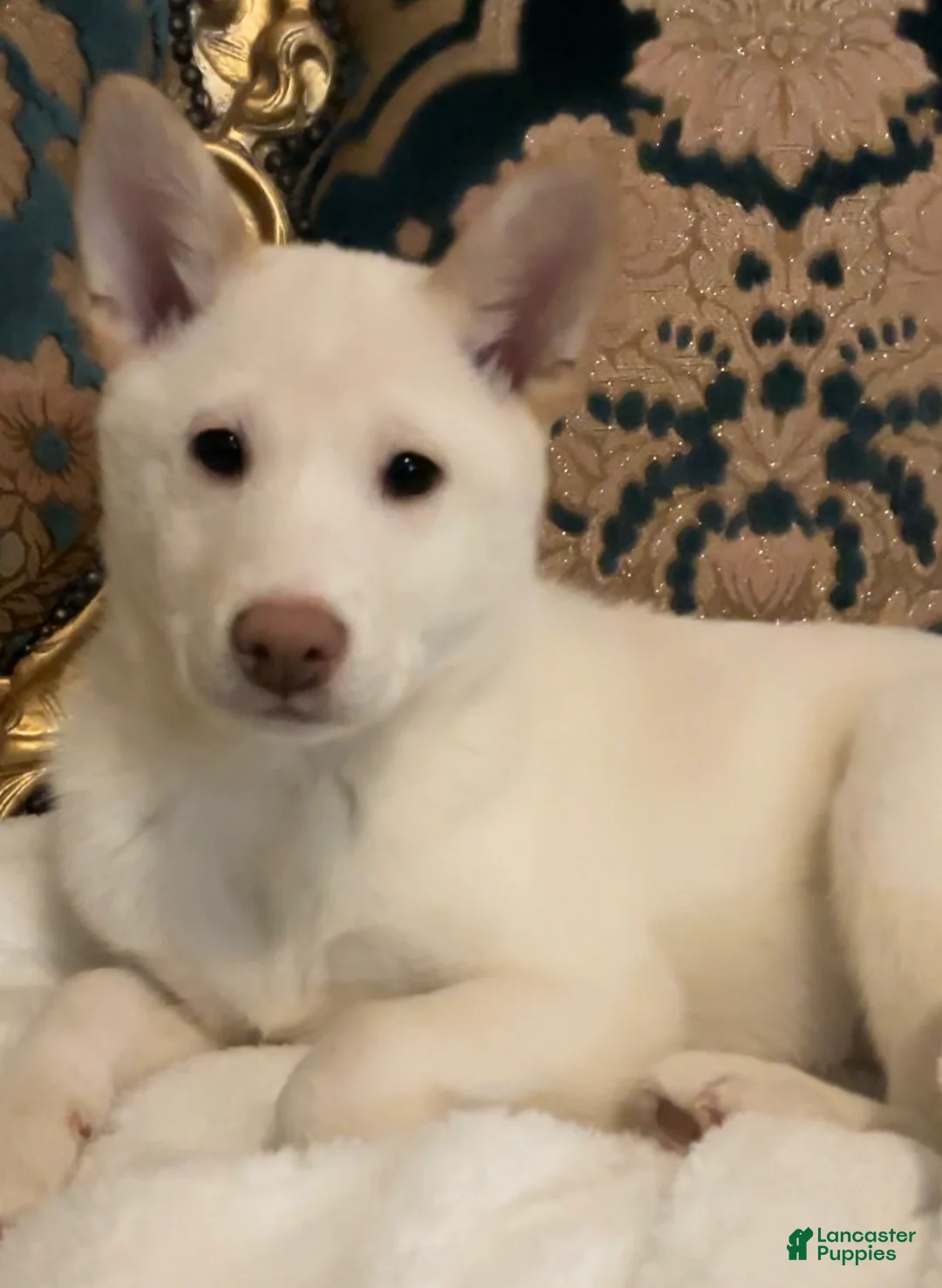 Shiba Inu dogs for sale: Shiba Inu Puppy 3 - Ad 1