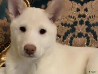 Shiba Inu dogs Shiba Inu Puppy 3 - Ad 12