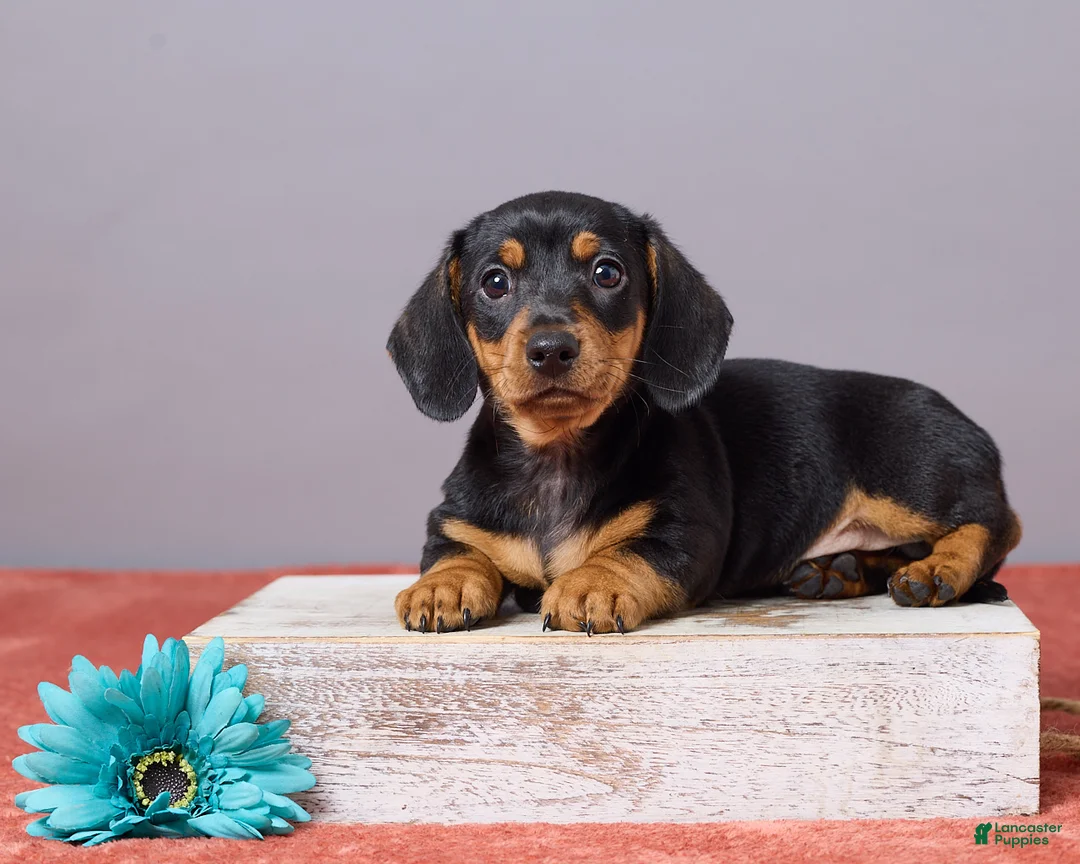 Miniature Dachshund dogs for sale: Kyle - Ad 1
