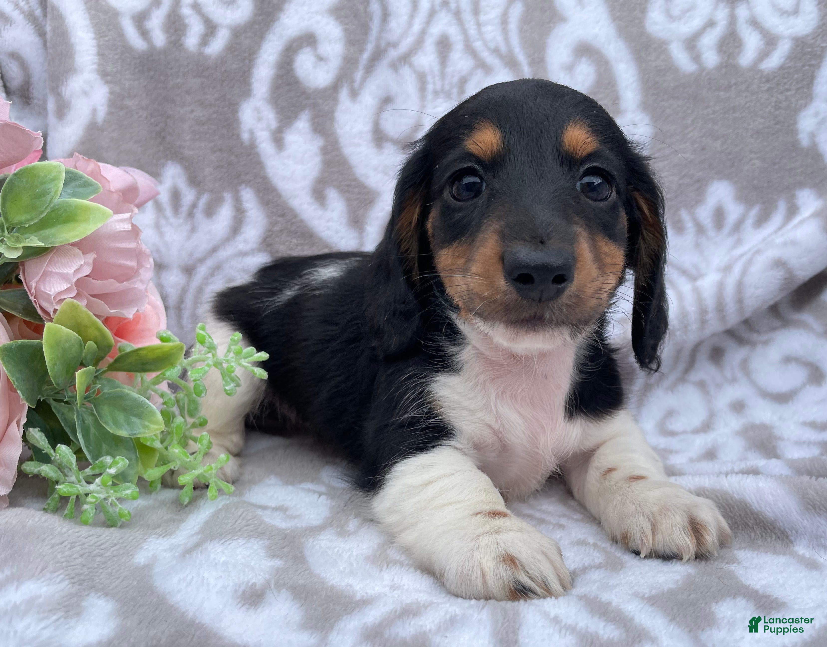 Miniature Dachshund dogs Hazel - Ad 1