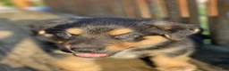 Mixed Breed dogs for sale: Mixed Breed Puppy 6 - Ad 5