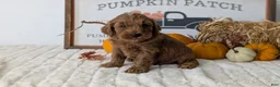 Mini Goldendoodle dogs for sale: Asher - Ad 8