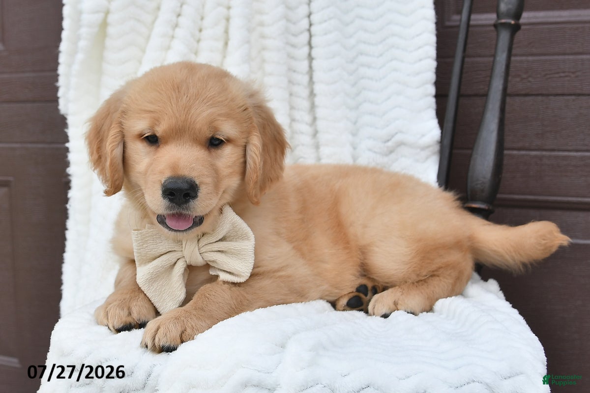 Golden Retriever dogs Coby - Ad 2