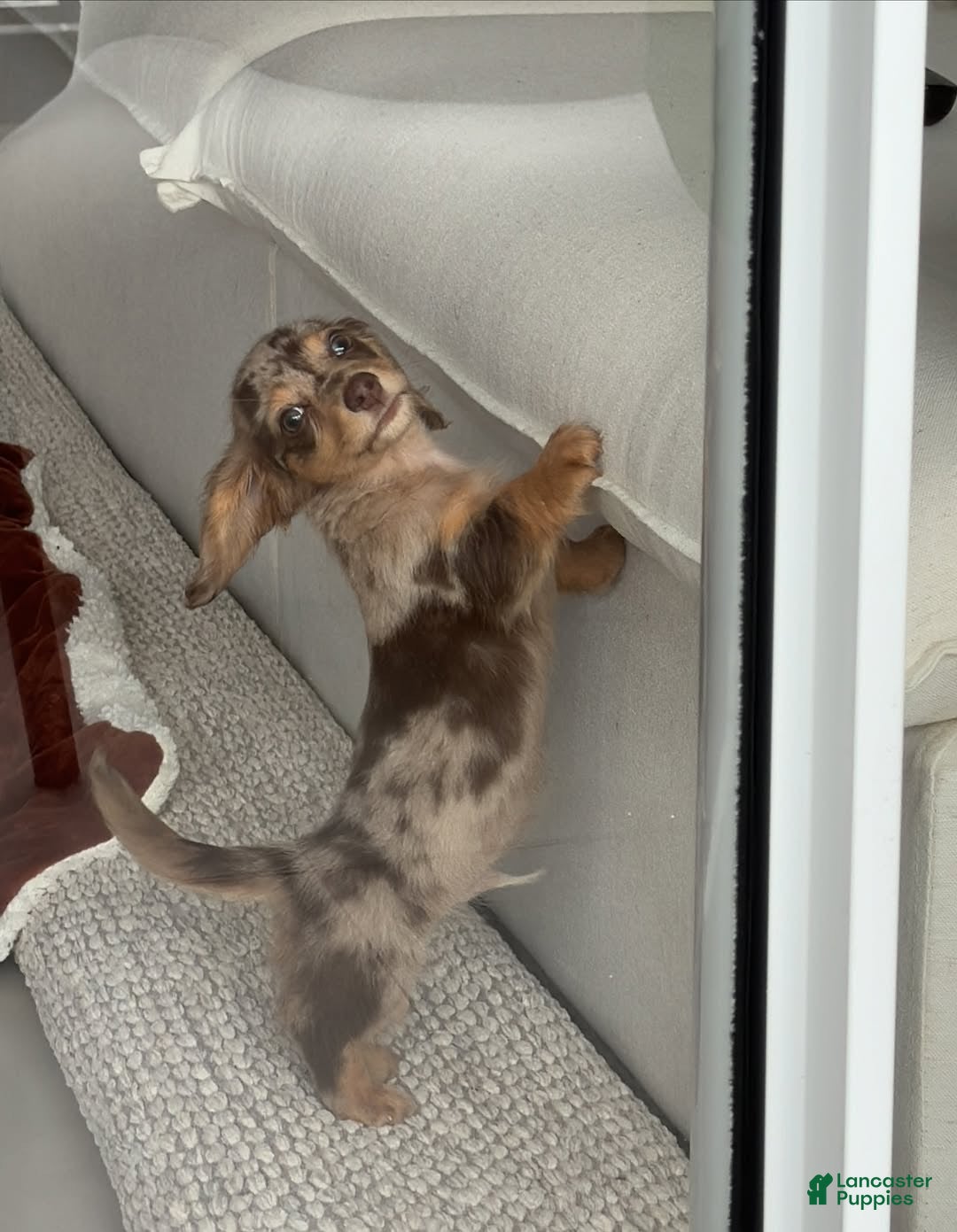 Miniature Dachshund dogs for sale: Miniature Dachshund Puppy 3 - Ad 2