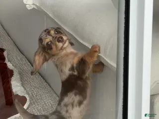 Miniature Dachshund dogs Miniature Dachshund Puppy 3 - Ad 4