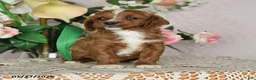 Cavapoo dogs for sale: Jolene - Ad 3