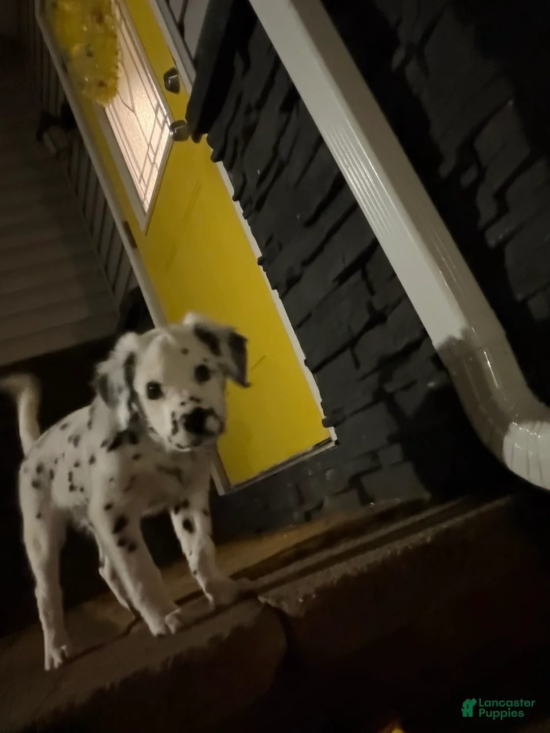 Dalmatian dogs for sale: Long hair boy - Ad 2