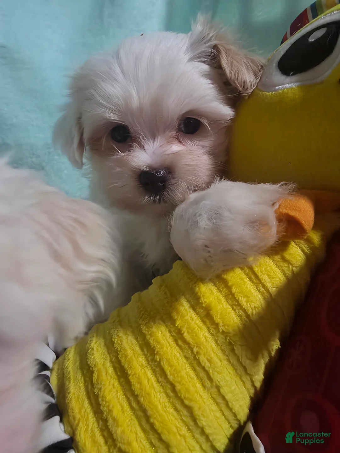 Morkie dogs for sale: Morkie Female 1 - Ad 1