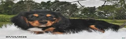 Beaglier dogs for sale: Cory - Ad 1