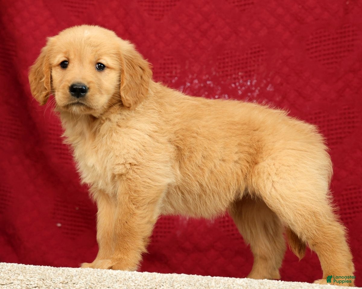Golden Retriever dogs for sale: Jade - Ad 1