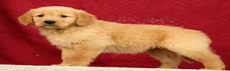 Golden Retriever dogs for sale: Jade - Ad 1