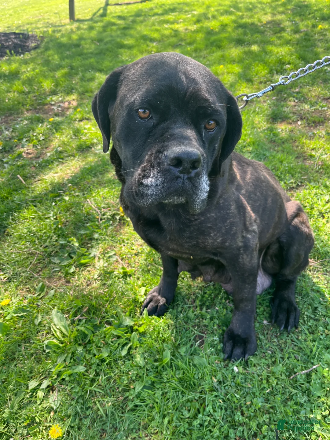 Cane Corso dogs for sale: Stella - Ad 6