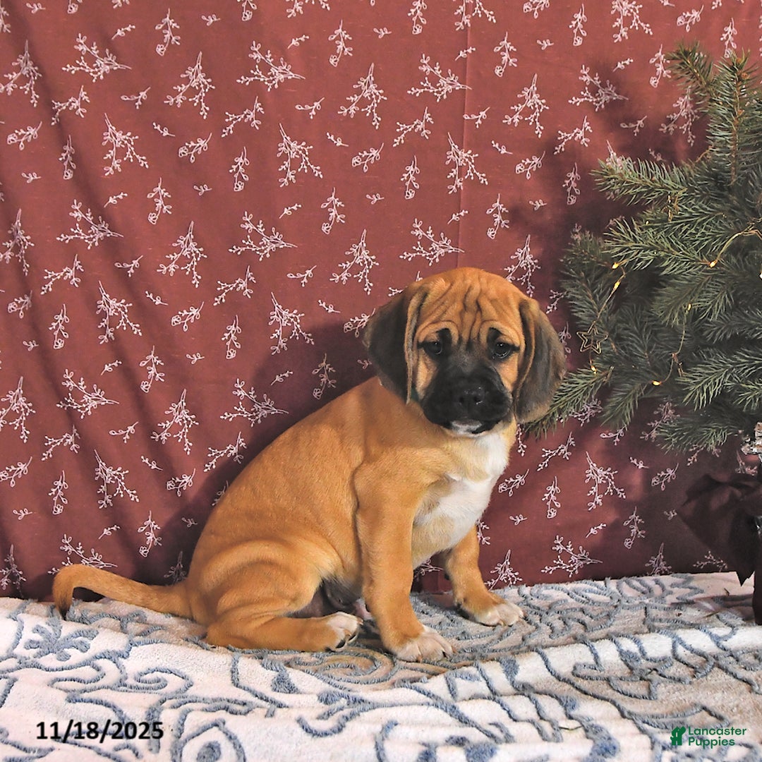 Puggle dogs for sale: Herbo - Ad 2