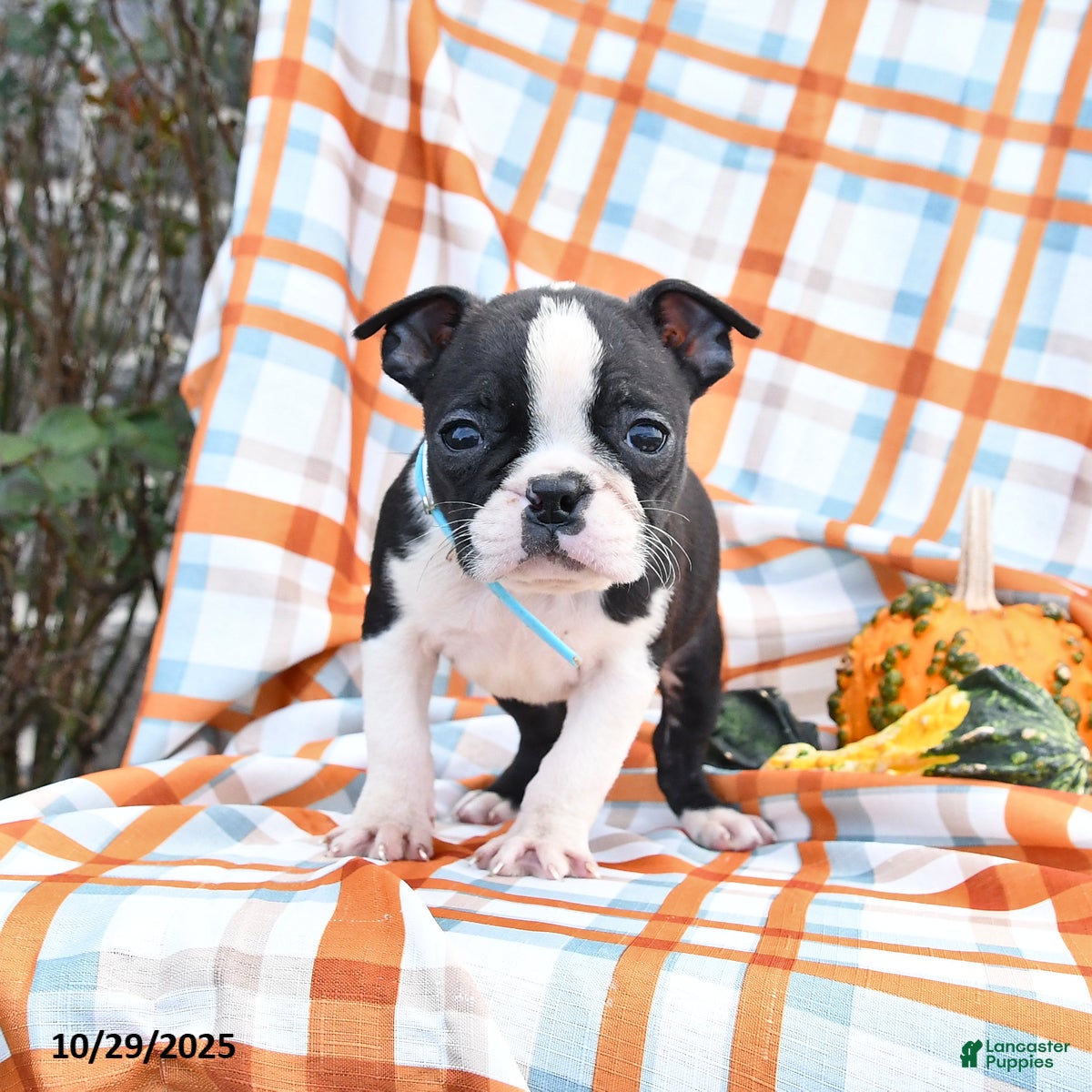 Boston Terrier dogs Gloria - Ad 8