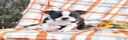 Boston Terrier dogs for sale: Gloria - Ad 1