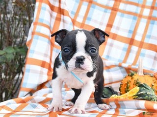 Boston Terrier dogs Gloria - Ad 27