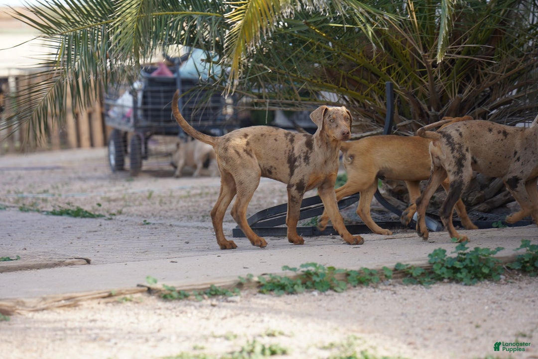Mixed Breed dogs for sale: Lilac Fawn Merle M1 RT - Ad 14
