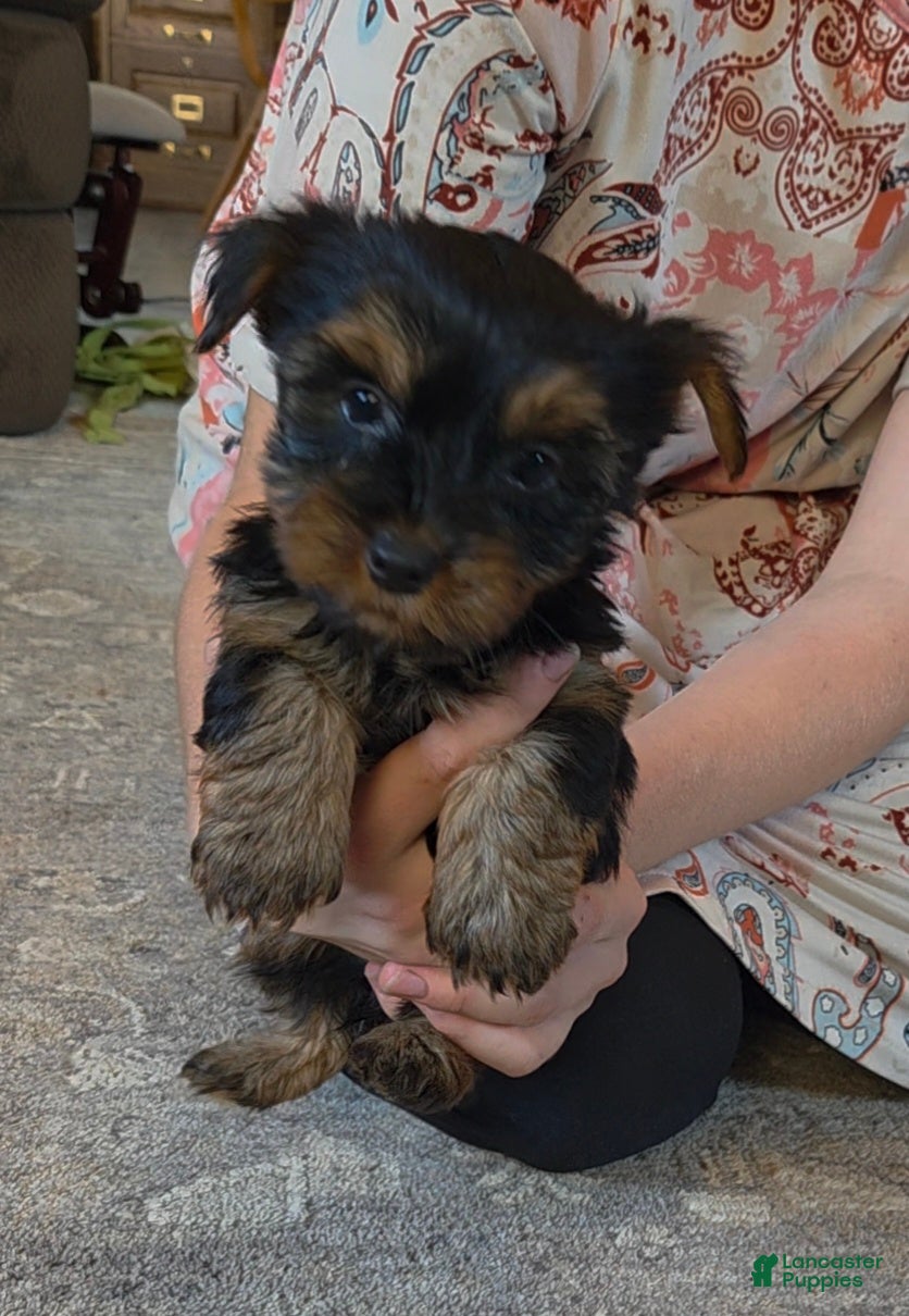 Yorkshire Terrier dogs for sale: Piper - Ad 4