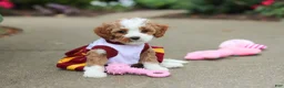 Cavapoo dogs for sale: Dolly - Ad 2