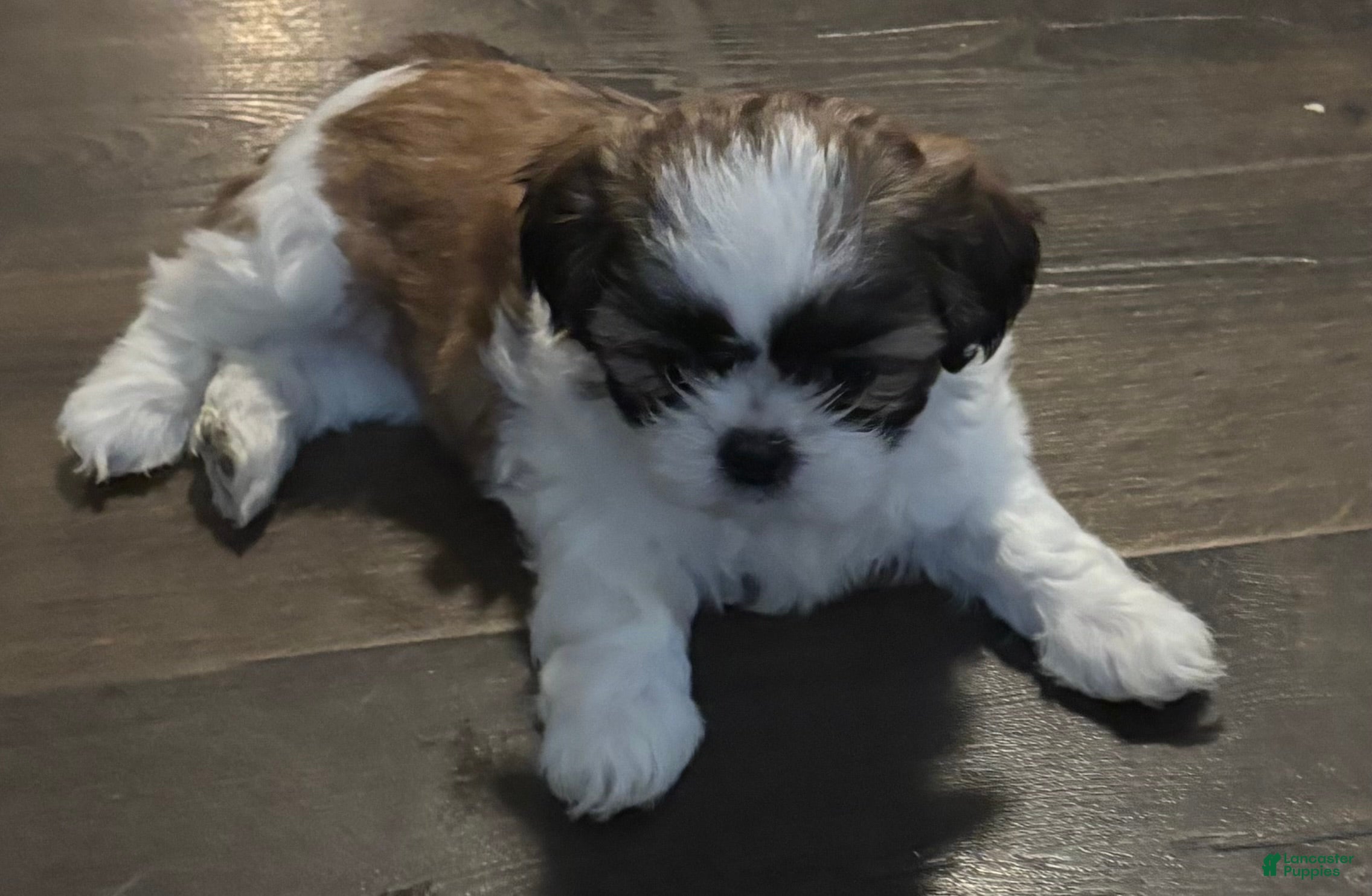 Shih Tzu dogs Chocco - Ad 38