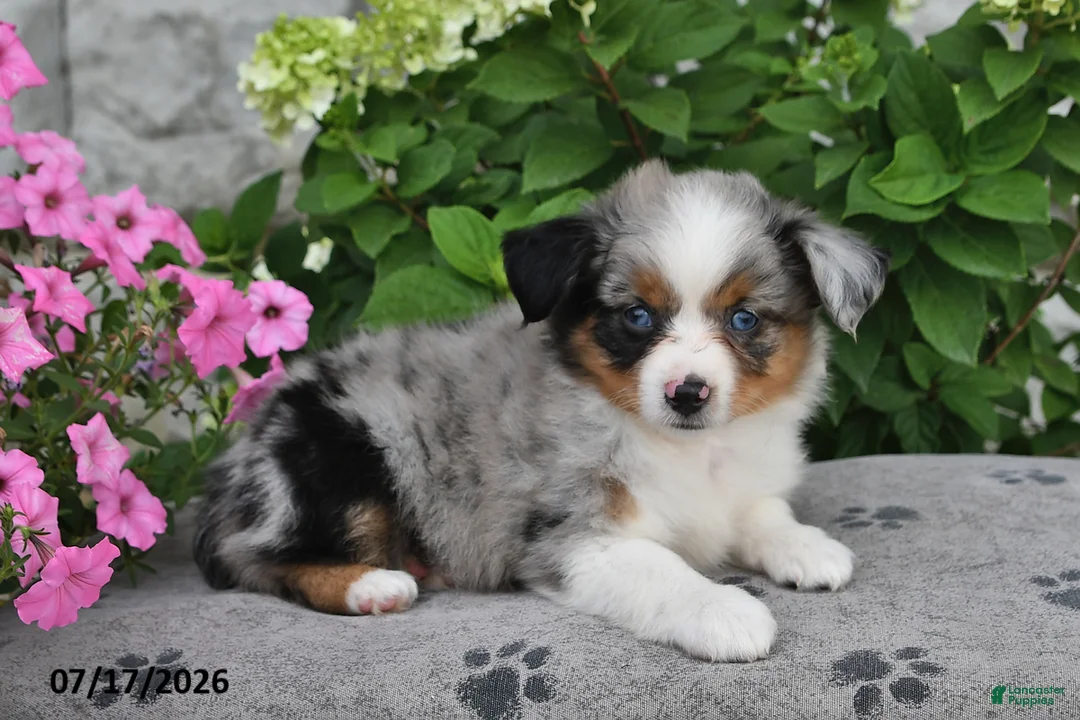 Miniature Australian Shepherd dogs for sale: Arie - Ad 2