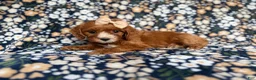 Cockapoo dogs for sale: Miley - Ad 5
