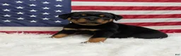 Rottweiler dogs for sale: Roxy - Ad 1