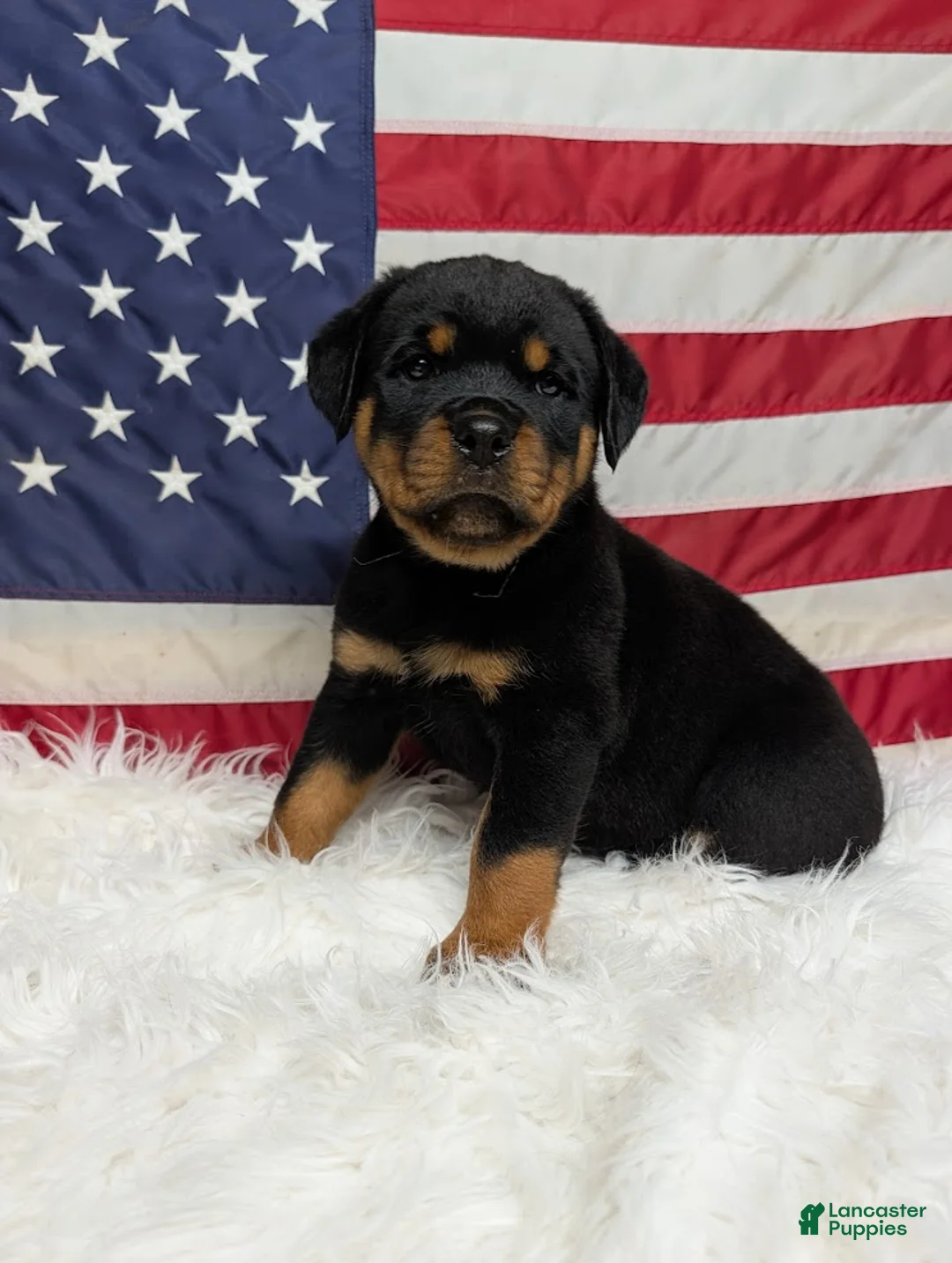 Rottweiler dogs for sale: Roxy - Ad 1