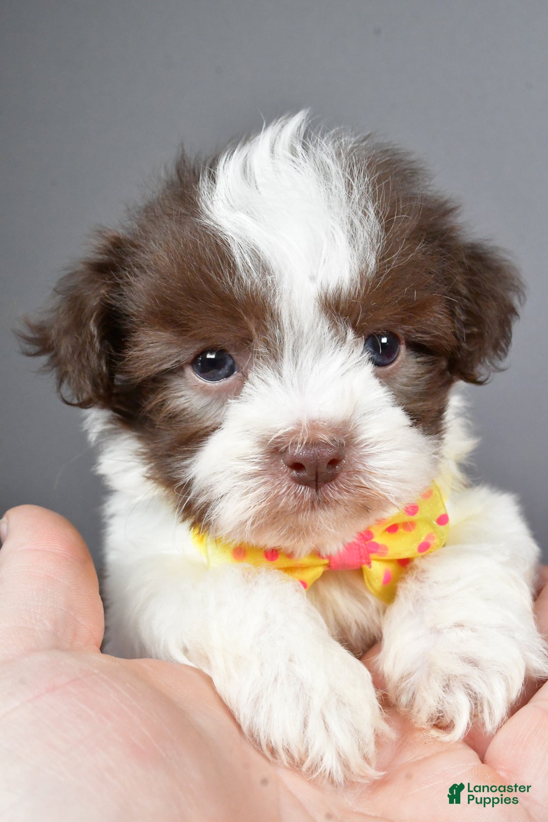 Havanese dogs for sale: Zeke - Ad 7