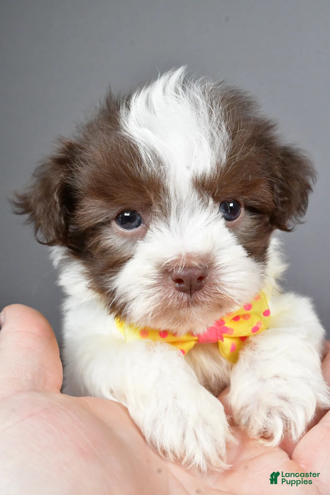 Havanese dogs for sale: Zeke - Ad 7