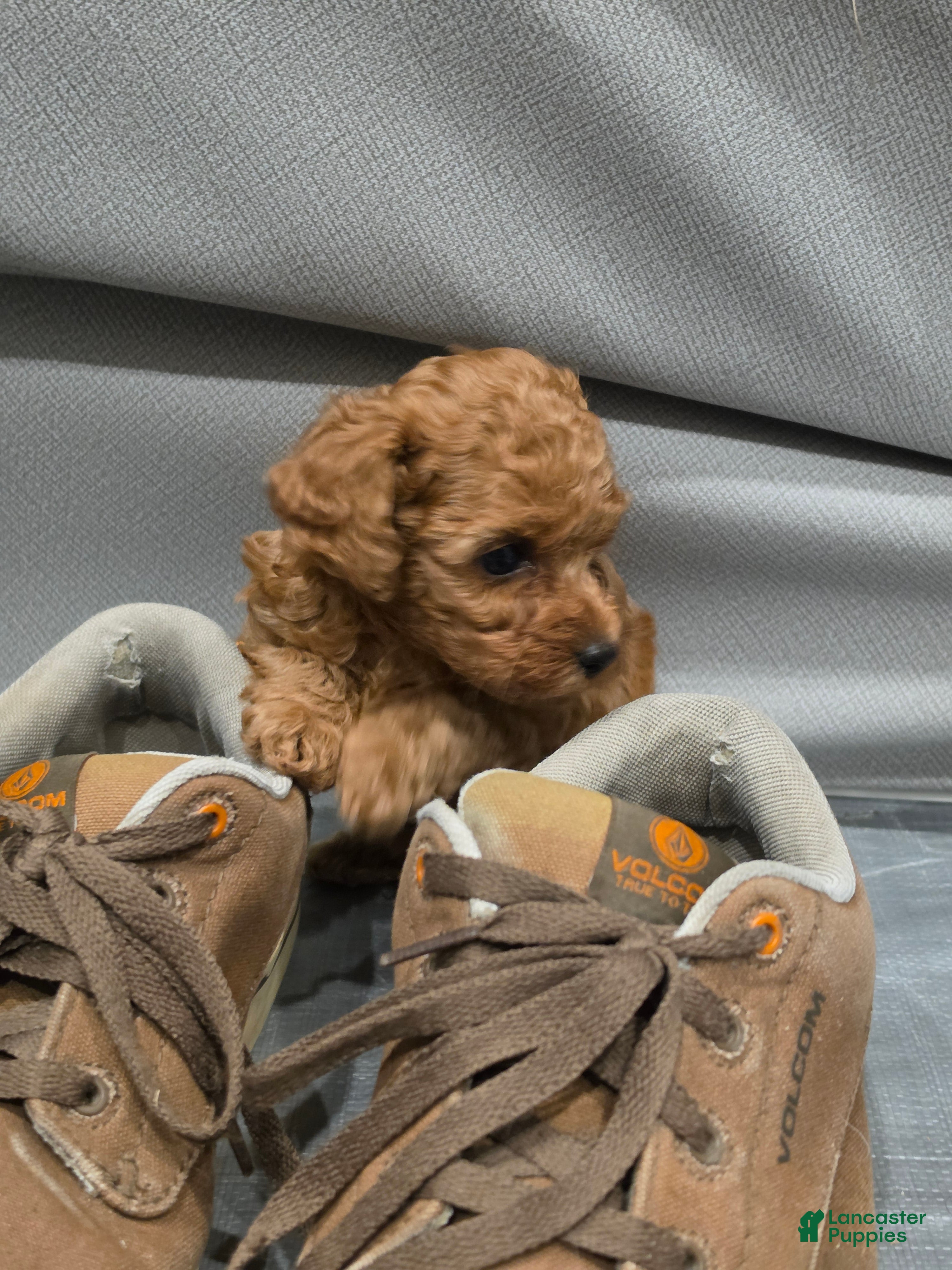 Toy Poodle dogs for sale: Little Dan - Ad 2