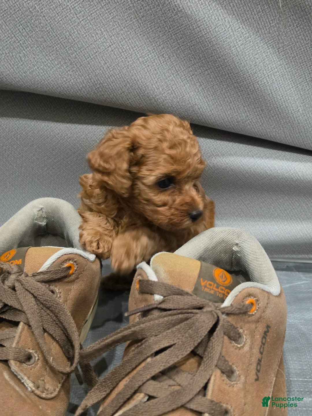 Toy Poodle dogs for sale: Little Dan - Ad 2