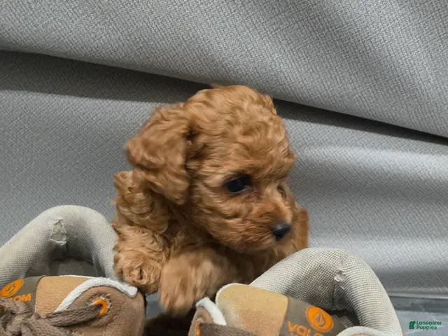 Toy Poodle dogs for sale: Little Dan - Ad 2