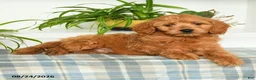 Mini Goldendoodle dogs for sale: Tanner - Ad 4