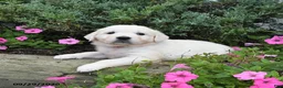 Golden Retriever dogs for sale: Diamond - Ad 3