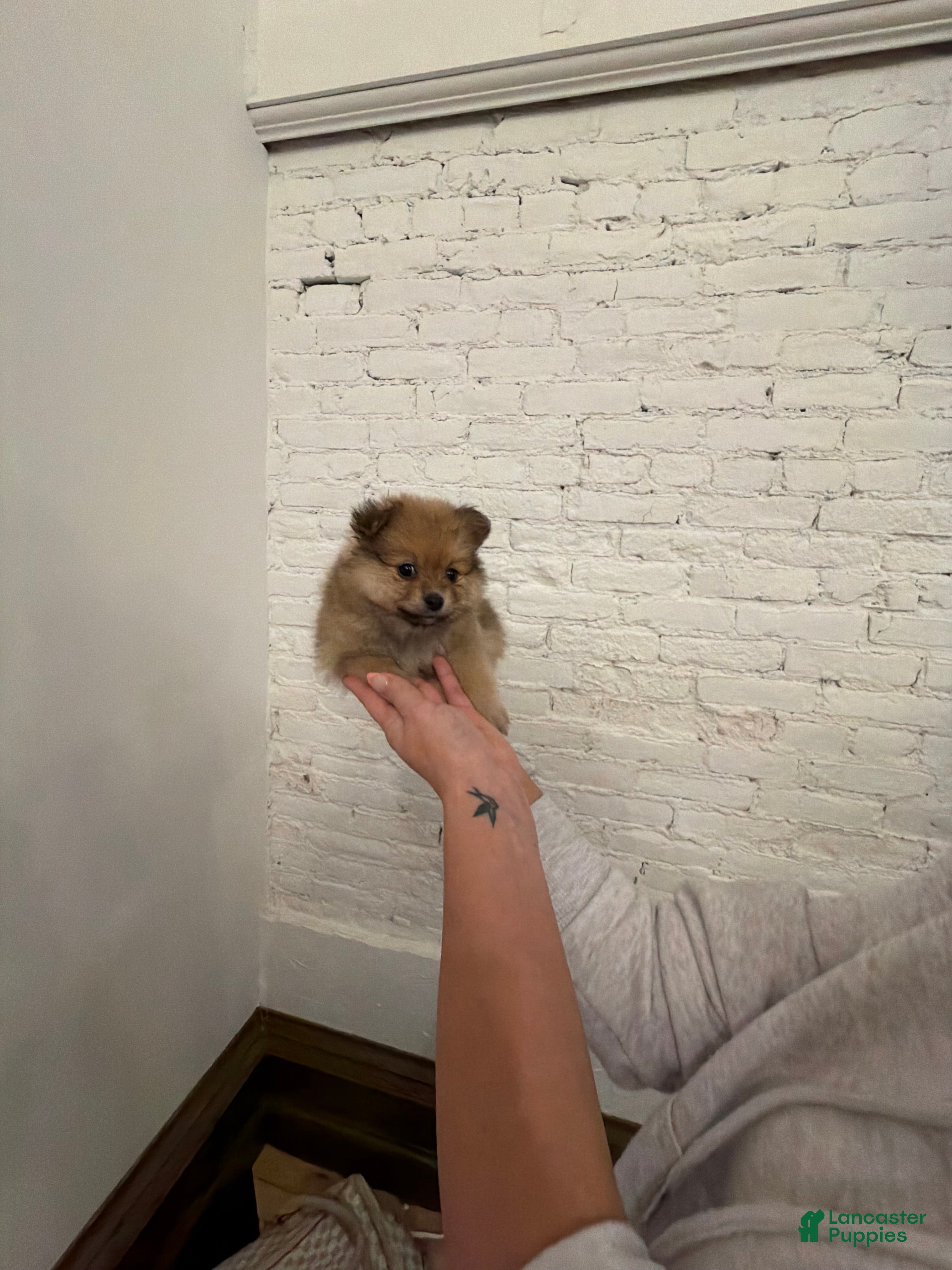 Pomeranian dogs Porscha - Ad 15