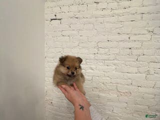 Pomeranian dogs Porscha - Ad 15