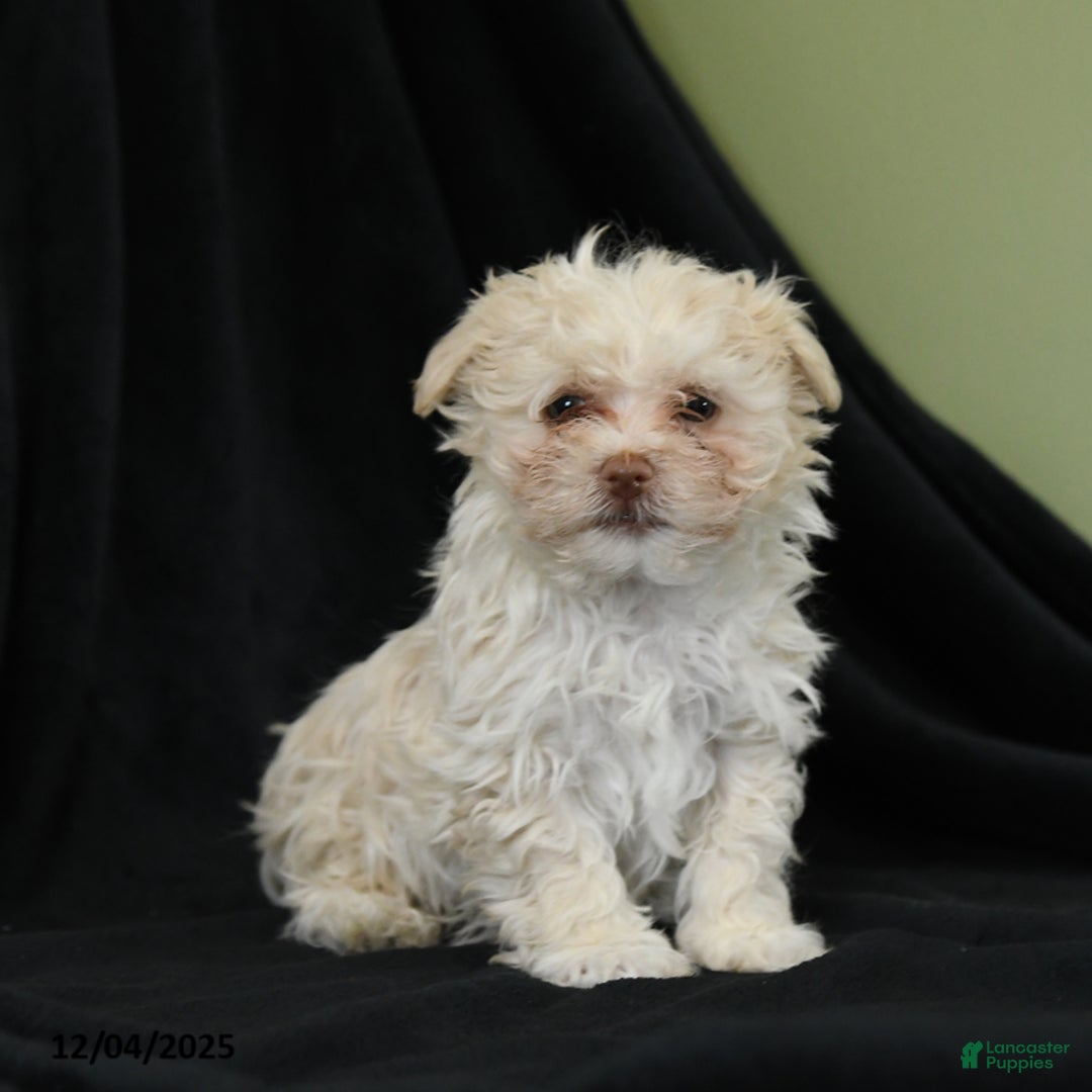 Havanese dogs for sale: Dorian - Ad 1