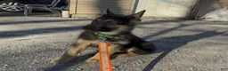 German Shepherd dogs for sale: SWAYZE - Ad 5