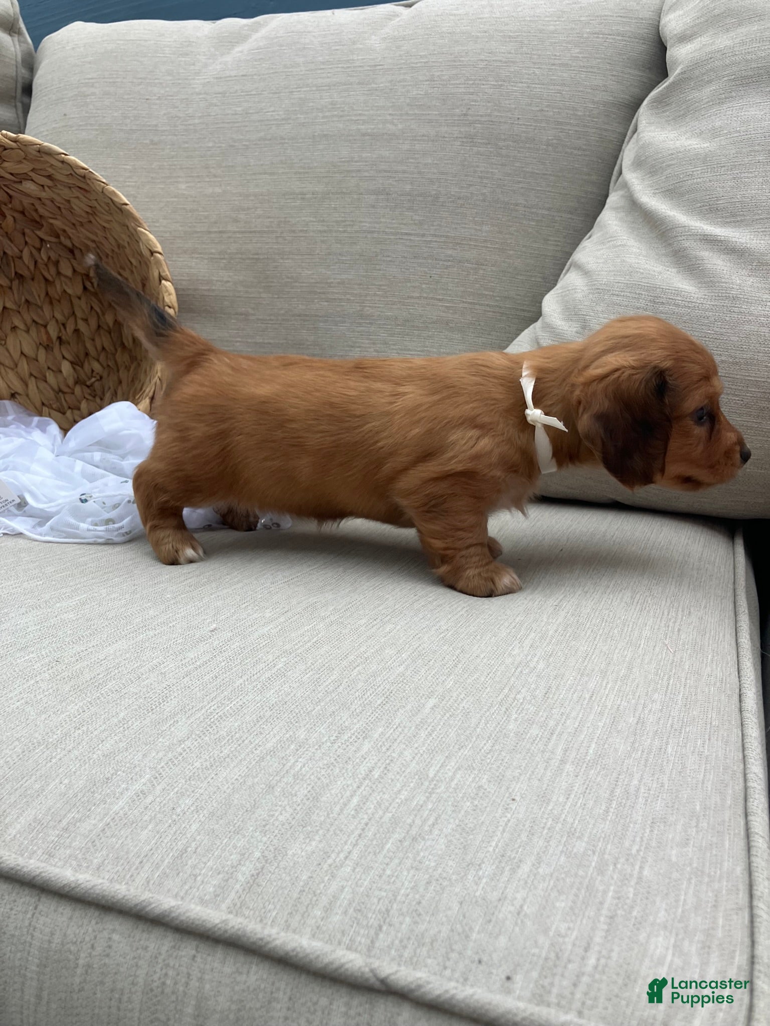 Miniature Dachshund dogs for sale: Peanut - Ad 8