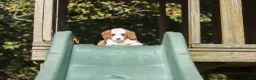 Cavapoo dogs for sale: Beckham - Ad 8