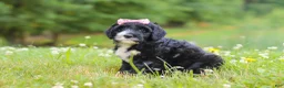 Portuguese Water Dog dogs for sale: Lavender - Ad 2