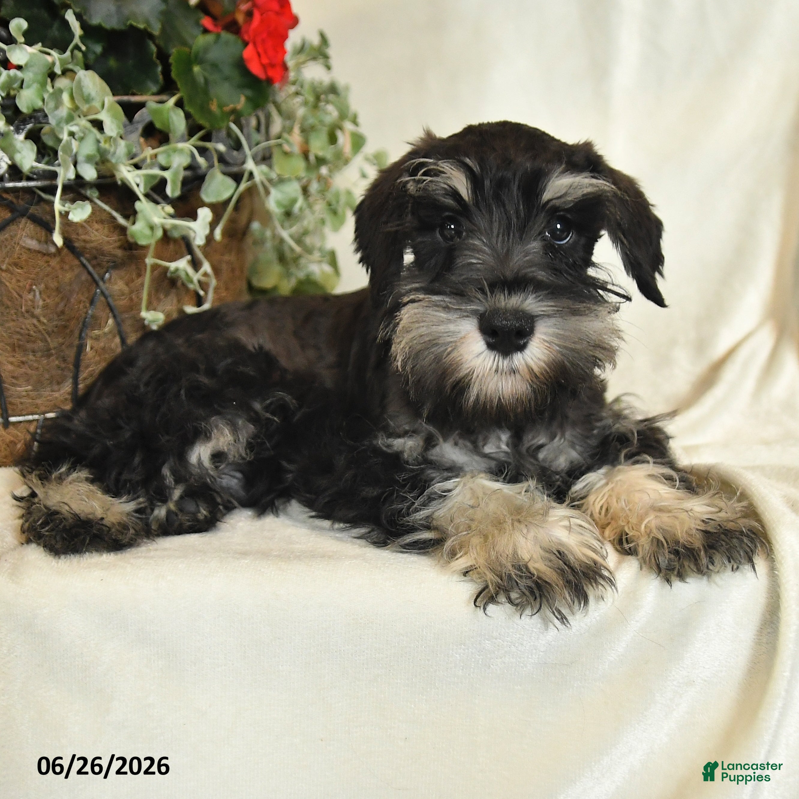 Miniature Schnauzer dogs Izzy - Ad 1