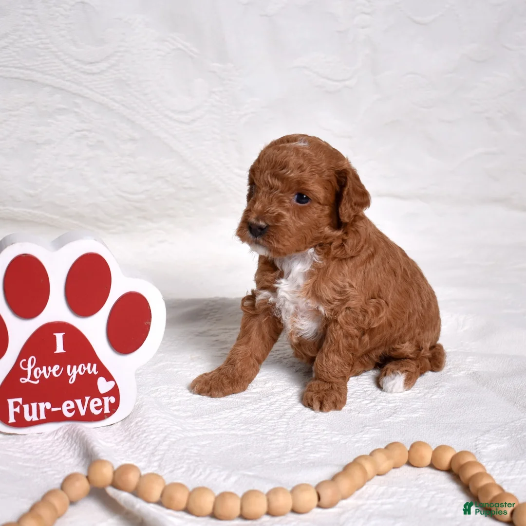 Miniature Poodle dogs for sale: Ruby - Ad 5