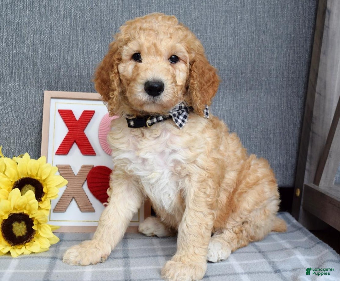 Standard Poodle dogs for sale: Chester  - Ad 2