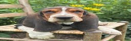 Basset Hound dogs for sale: Walter - Ad 6