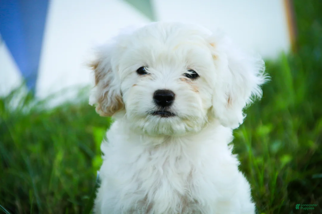 Mixed Breed dogs for sale: Smurf Munchkin Bernedoodle - Ad 2