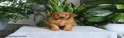 Mini Goldendoodle dogs for sale: Boots - Ad 5