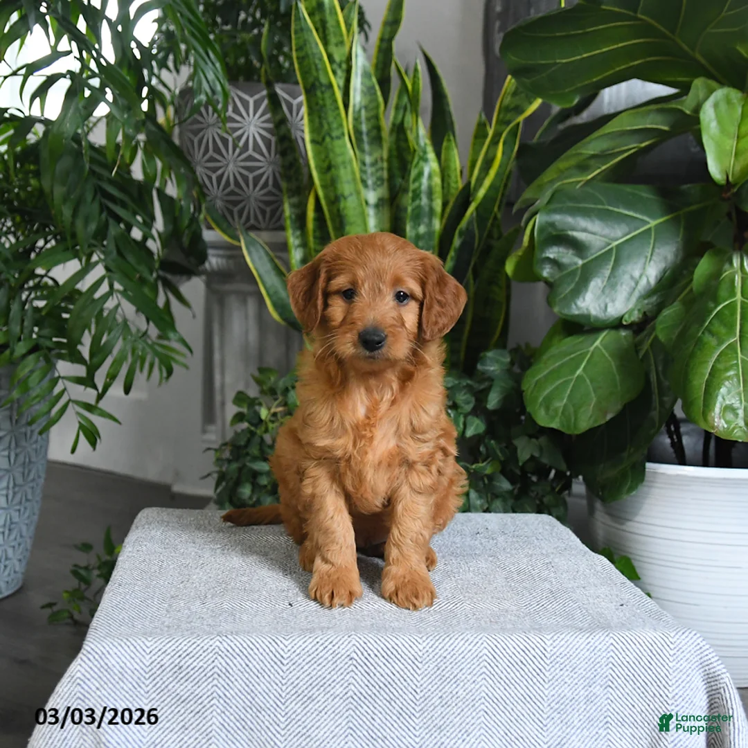 Mini Goldendoodle dogs for sale: Boots - Ad 5